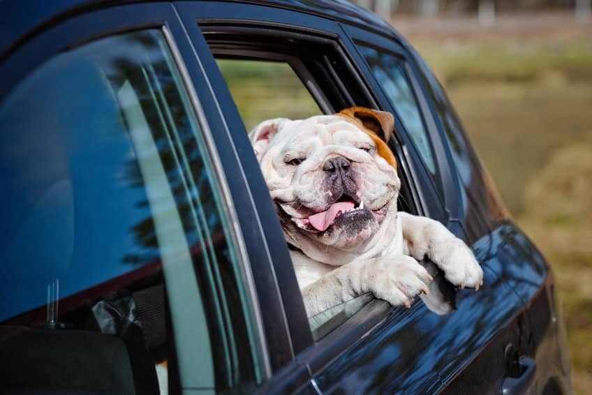 Doggy Daytrip: Car Safety & Driving Tips for Dog Owners