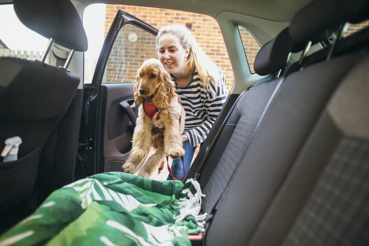 Pet car allergies – woman carrying dog into car