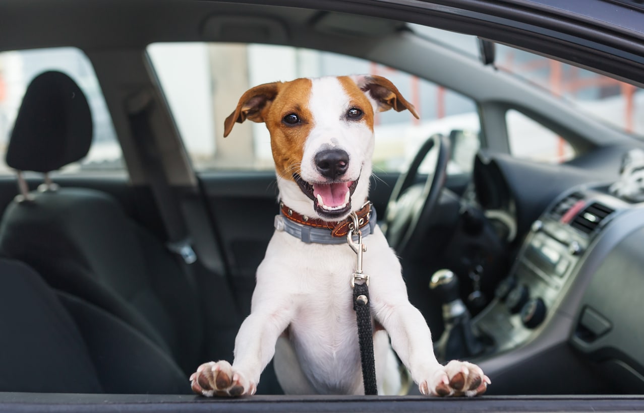 Photo of a happy dog leaning out of stopped vehicle